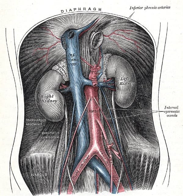 Anatomical plate of abdominal vessels from Gray's Anatomy