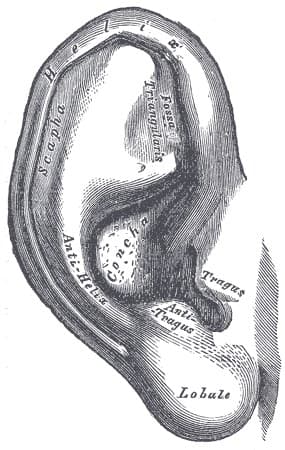 Anatomical plate of the external ear from Gray's Anatomy