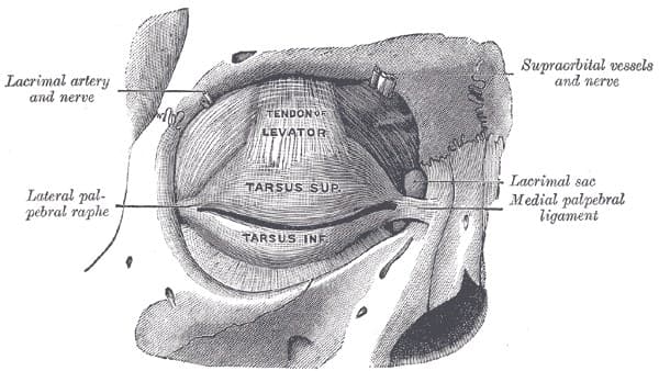 Anatomical plate of the tarsi and eyelid ligaments from Gray's Anatomy