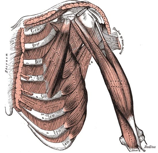 Anatomical plate of the thorax and pectoral muscles